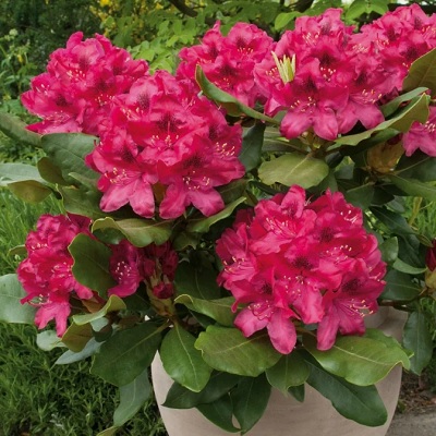 РОДОДЕНДРОН НОВА ЗЕМБЛА (Р9)